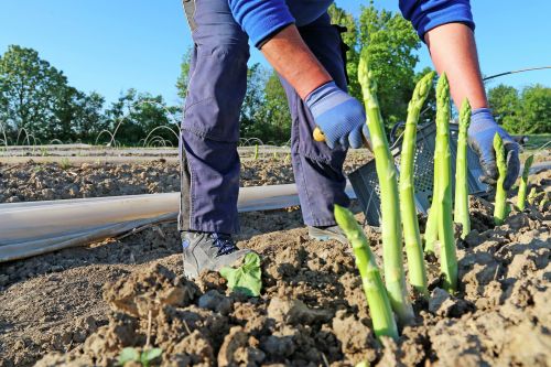 Saisonarbeit: Die wichtigsten Regeln zur Sozialversicherung